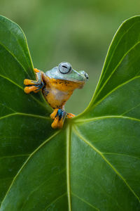 Wallace flying frog appears from behind the leaf