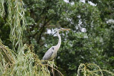 High angle view of gray heron perching on plant