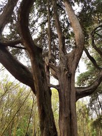 Low angle view of tree trunks in forest