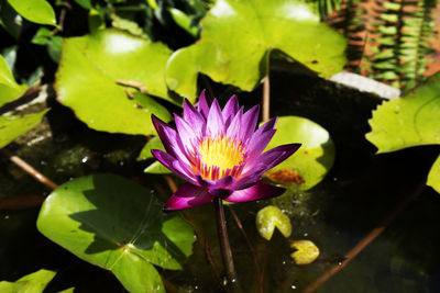 Close-up of lotus water lily in pond