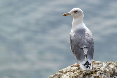 Seagull on rock near cliff. sea. sunny autumn day. back view.