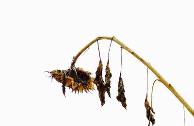 Close-up of plant against white background