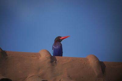 Close-up of bird perching on rock