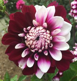 Close-up of pink flower