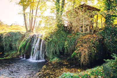 Scenic view of waterfall in forest