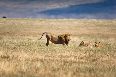 One lion and two lioness panthera leo at grassland conservation area of ngorongoro crater. 