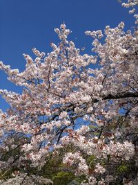 Low angle view of cherry blossom tree