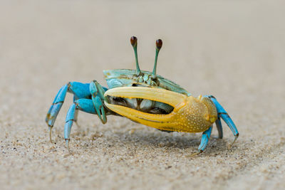 Close-up of insect on beach