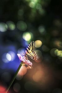 Close-up of insect on flower