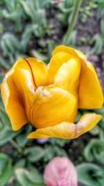 Close-up of yellow flower