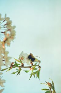 Close-up of white cherry blossom plant