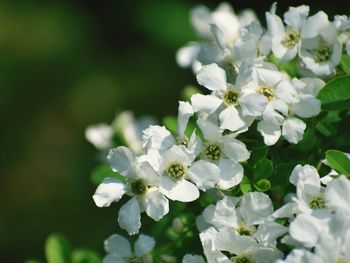 Close-up of white flowering plant