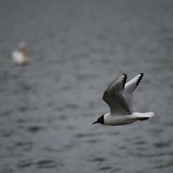 Seagull flying over white background