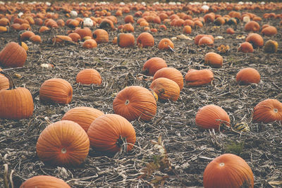 Close-up of pumpkins for sale