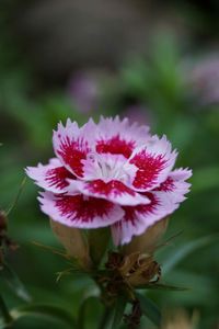 Close-up of pink flower