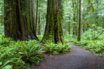 Trees growing in forest