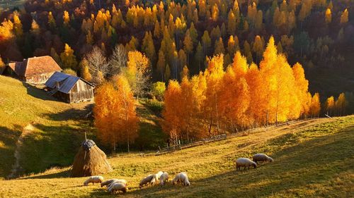 Trees on field