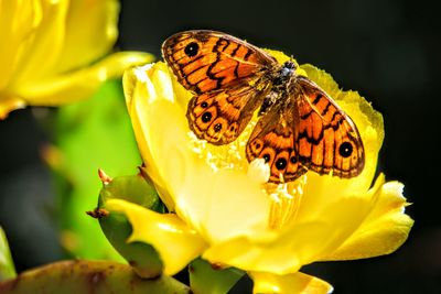 Close-up of butterfly pollinating on yellow flower