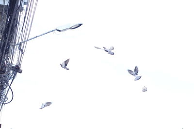 Low angle view of seagulls flying in the sky