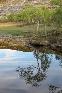 Reflection of trees in water