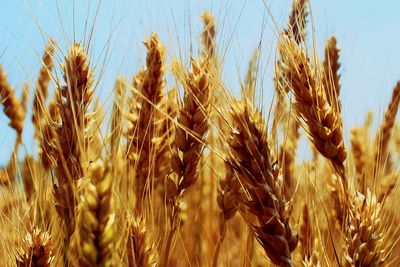 Close-up of stalks in field against sky