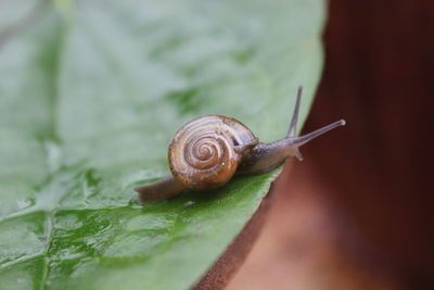 Close-up of snail on leaf