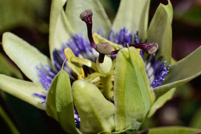 Close-up of flowers