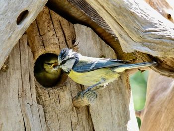 Close-up of bird perching on wood