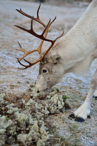 Close-up of reindeer