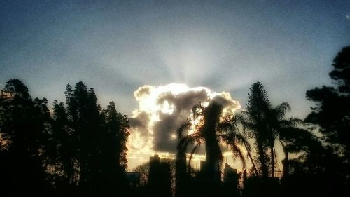 Low angle view of trees against sky at dusk