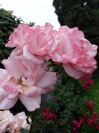 Close-up of pink rose blooming on tree