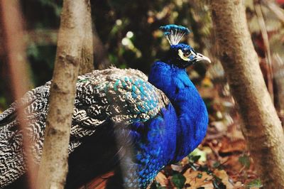 Close-up of a peacock