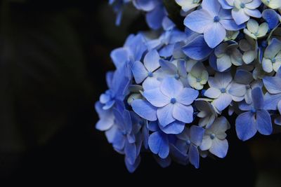 Close-up of purple hydrangea blooming outdoors