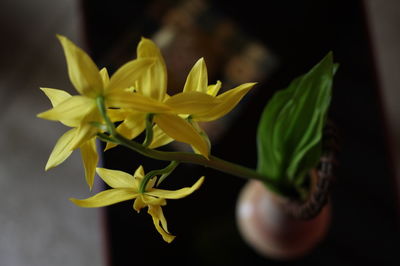 Close-up of yellow flowering plant