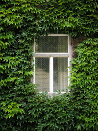 Ivy growing on house