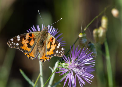 Close-up of butterfly pollinating on purple flower