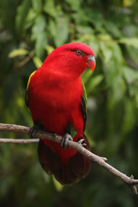 Close-up of a bird perching on branch