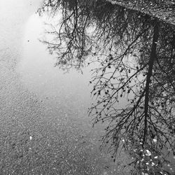 Reflection of bare trees in puddle