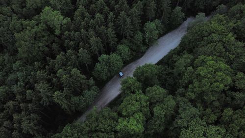 High angle view of trees in forest