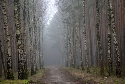 Trees in forest