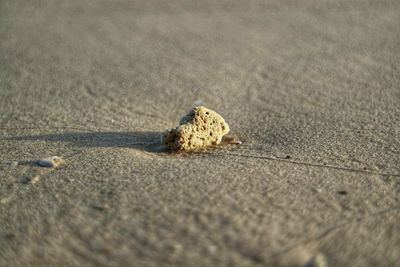 Close-up of shell on sand