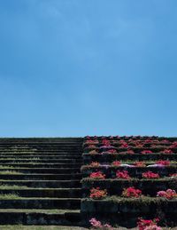 Low angle view of flowers against sky