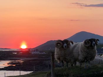 View of sheep against sky during sunset