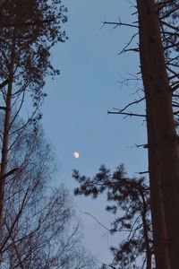 Low angle view of bare trees against sky