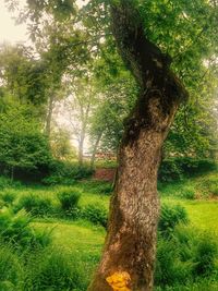 Trees on grassy field