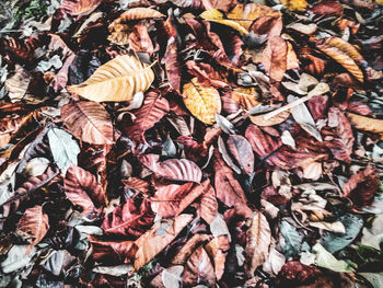 Full frame shot of dry leaves