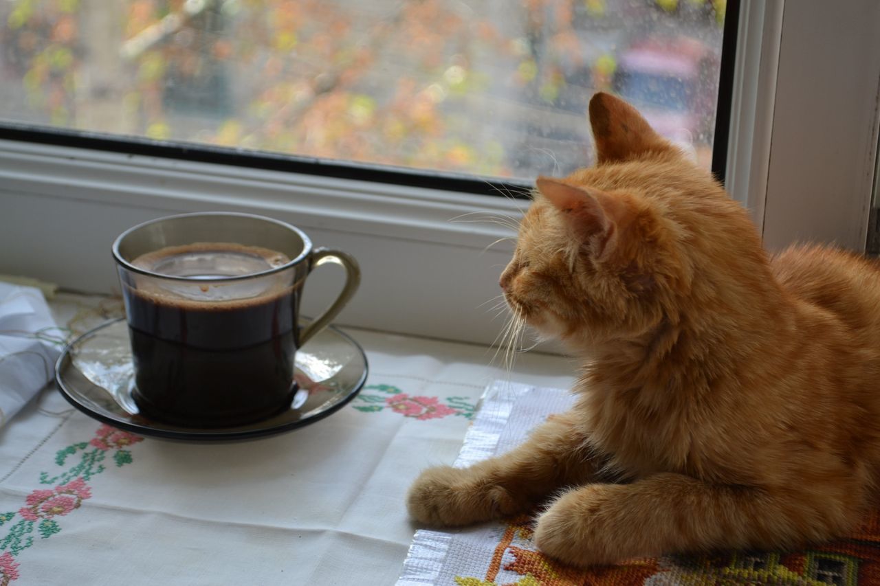 one animal, pets, domestic animals, domestic cat, coffee cup, animal themes, coffee - drink, mammal, refreshment, drink, food and drink, table, indoors, close-up, day, no people, feline