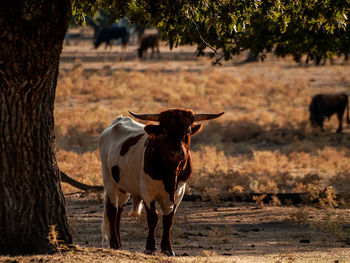 Horse standing in field