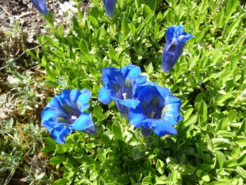 Close-up of blue crocus flowers blooming in garden