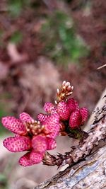 Close-up of pink flowering plant